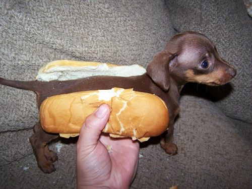 hotdog2.jpg
