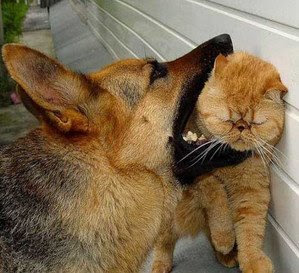 dog+bite+cat..jpg