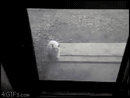 Creepy-cat-climbs-screen-door.gif