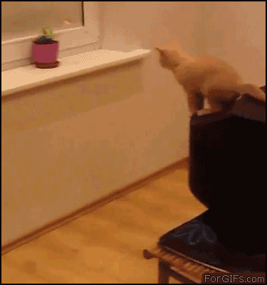 Kitten-TV-jump-fail.gif