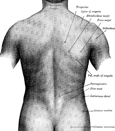 20100509094937%21Surface_anatomy_of_the_back-Gray.png