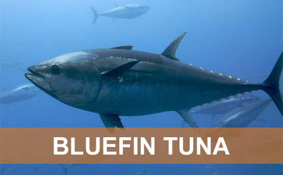 315-0721230850-bluefin-tuna.jpg