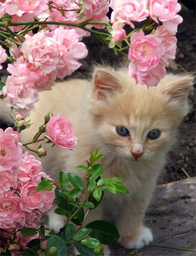 kitten-rose-pink.jpg