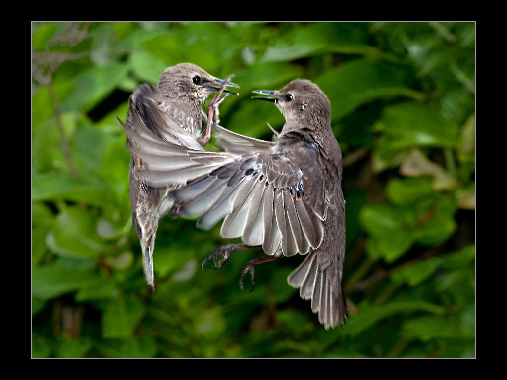 Birds in Fight