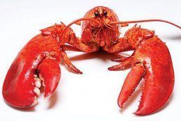 Lobster 560x375