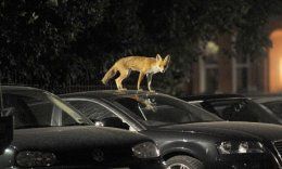 An urban fox in London 20 006