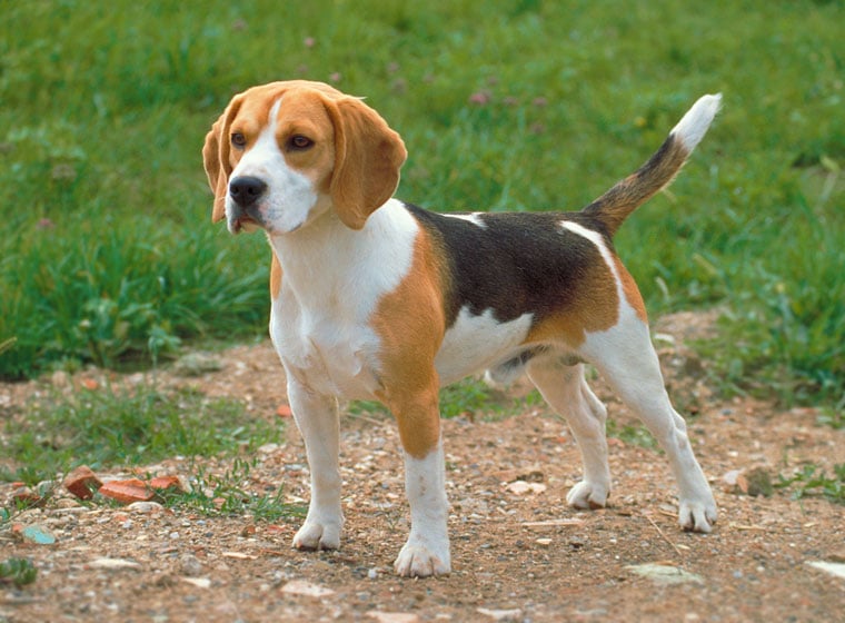 beagle-hunderasse-760x560.jpg
